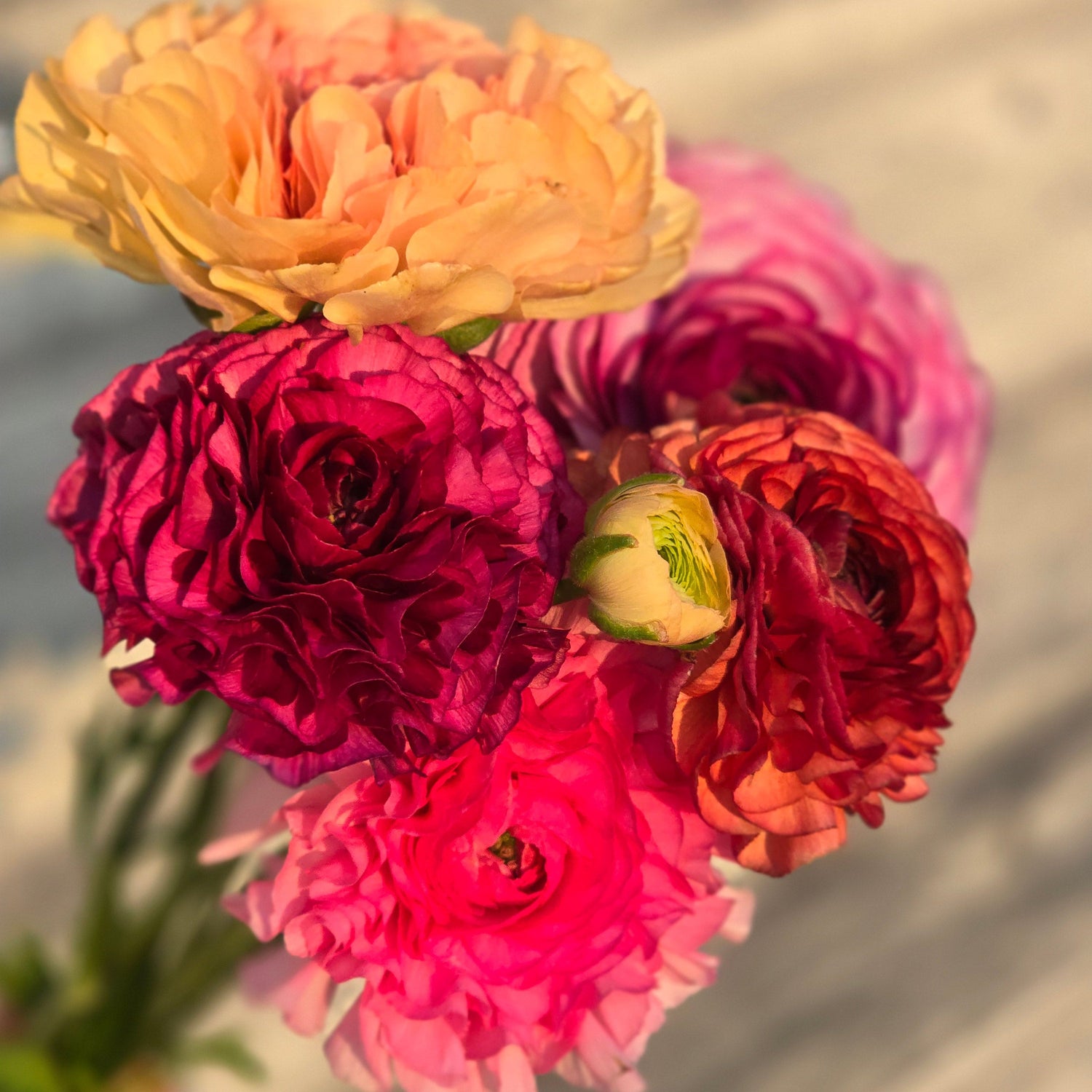 Ranunculus