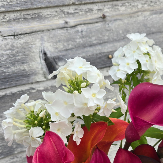 Phlox Seedlings